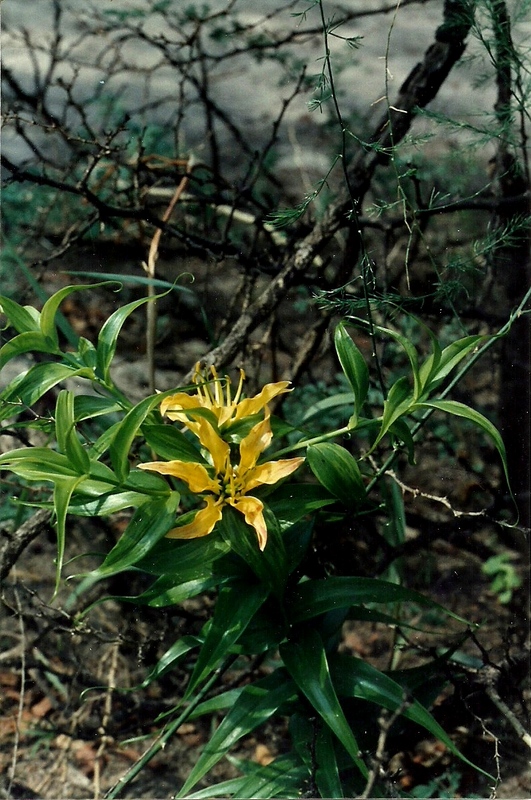 Gloriosa sessiliflora