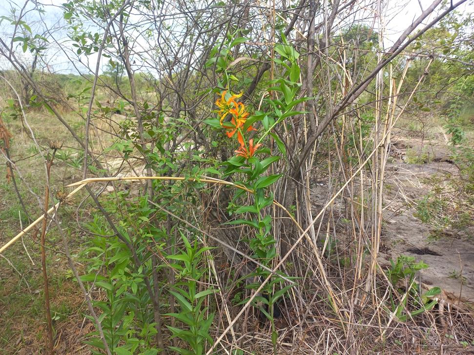 Gloriosa sessiliflora