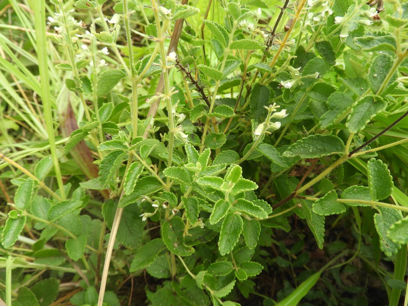 Ocimum lamiifolium Ocimum lamiifolium