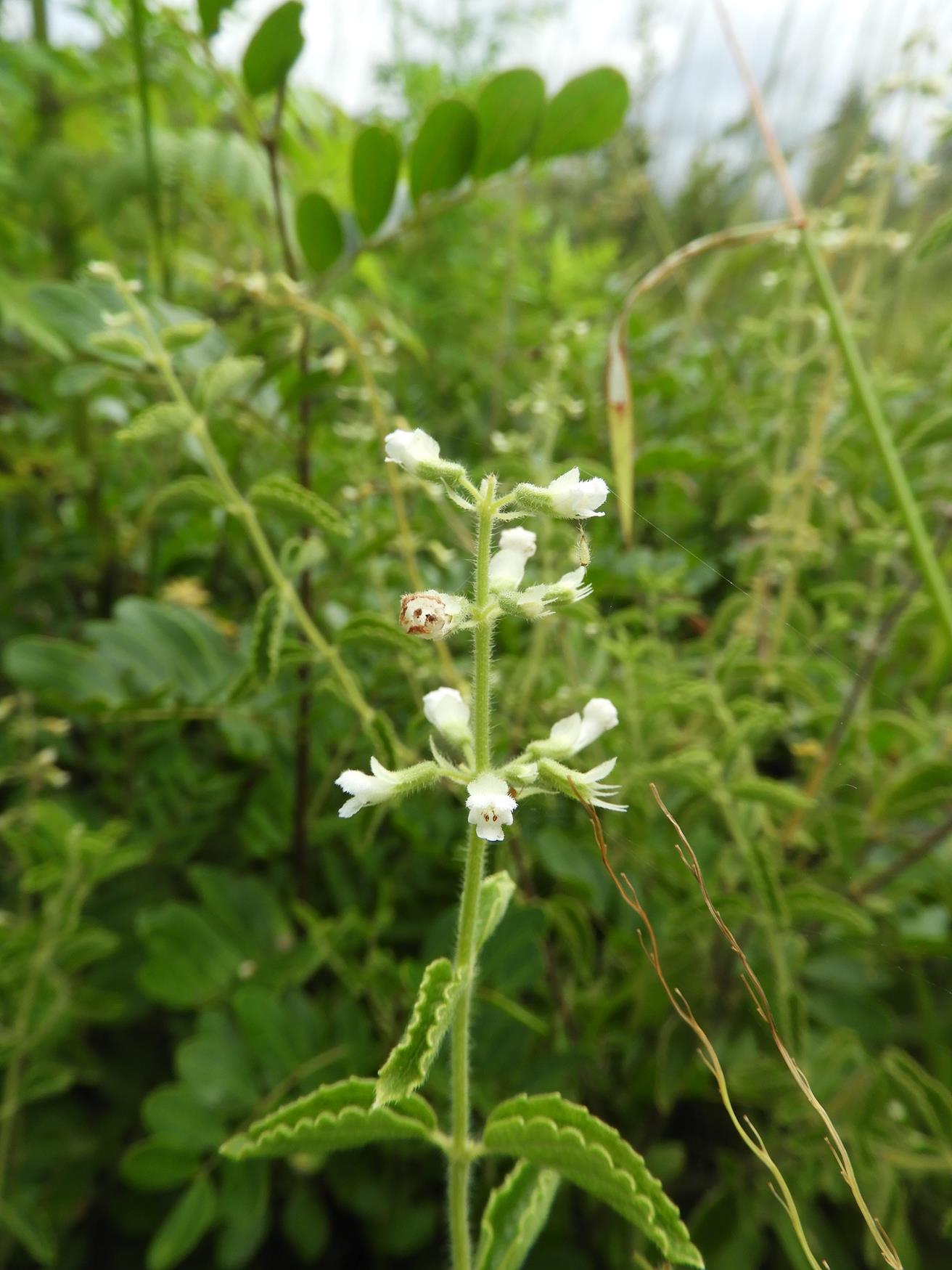 Ocimum lamiifolium Ocimum lamiifolium