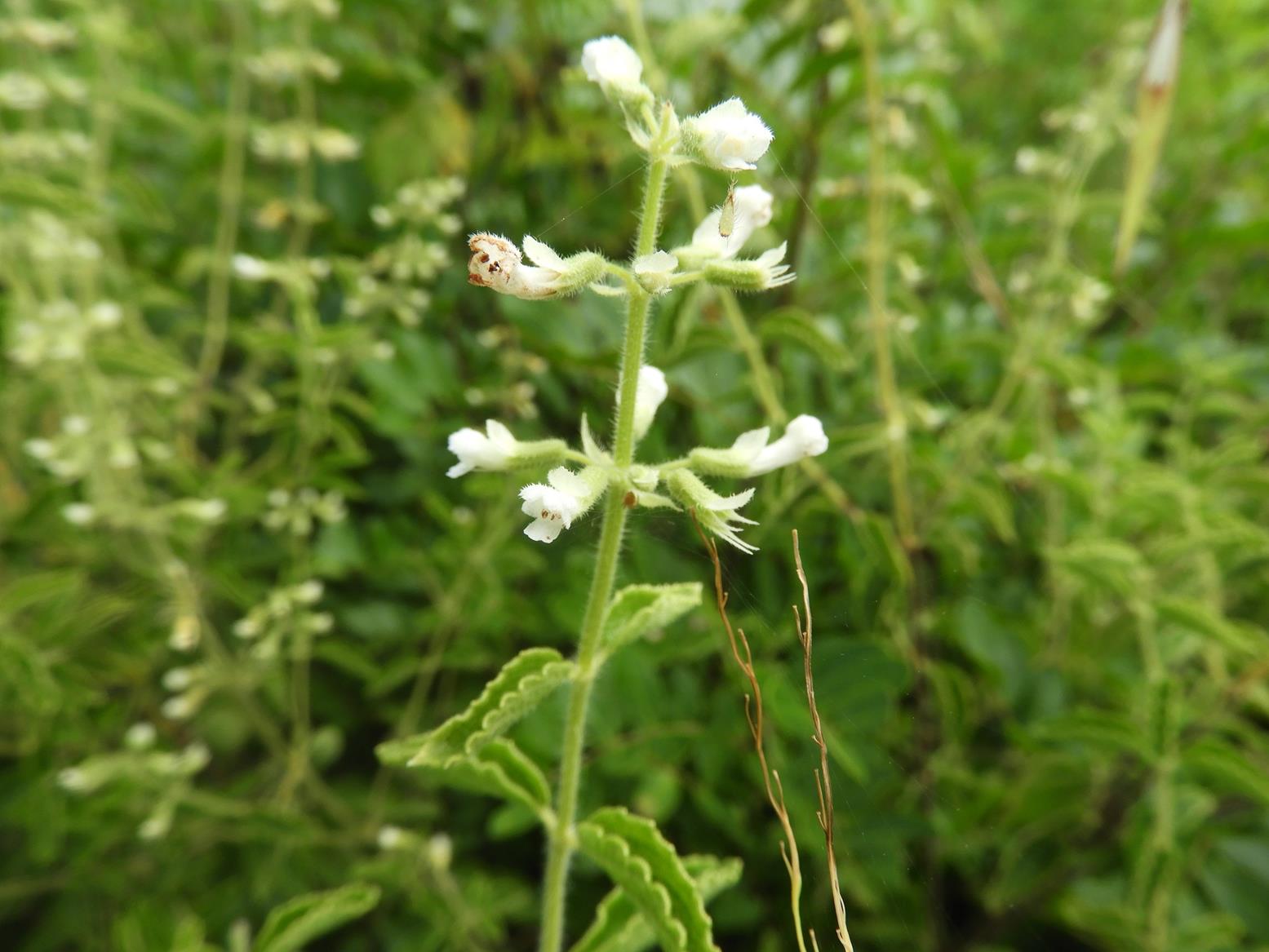 Ocimum lamiifolium Ocimum lamiifolium