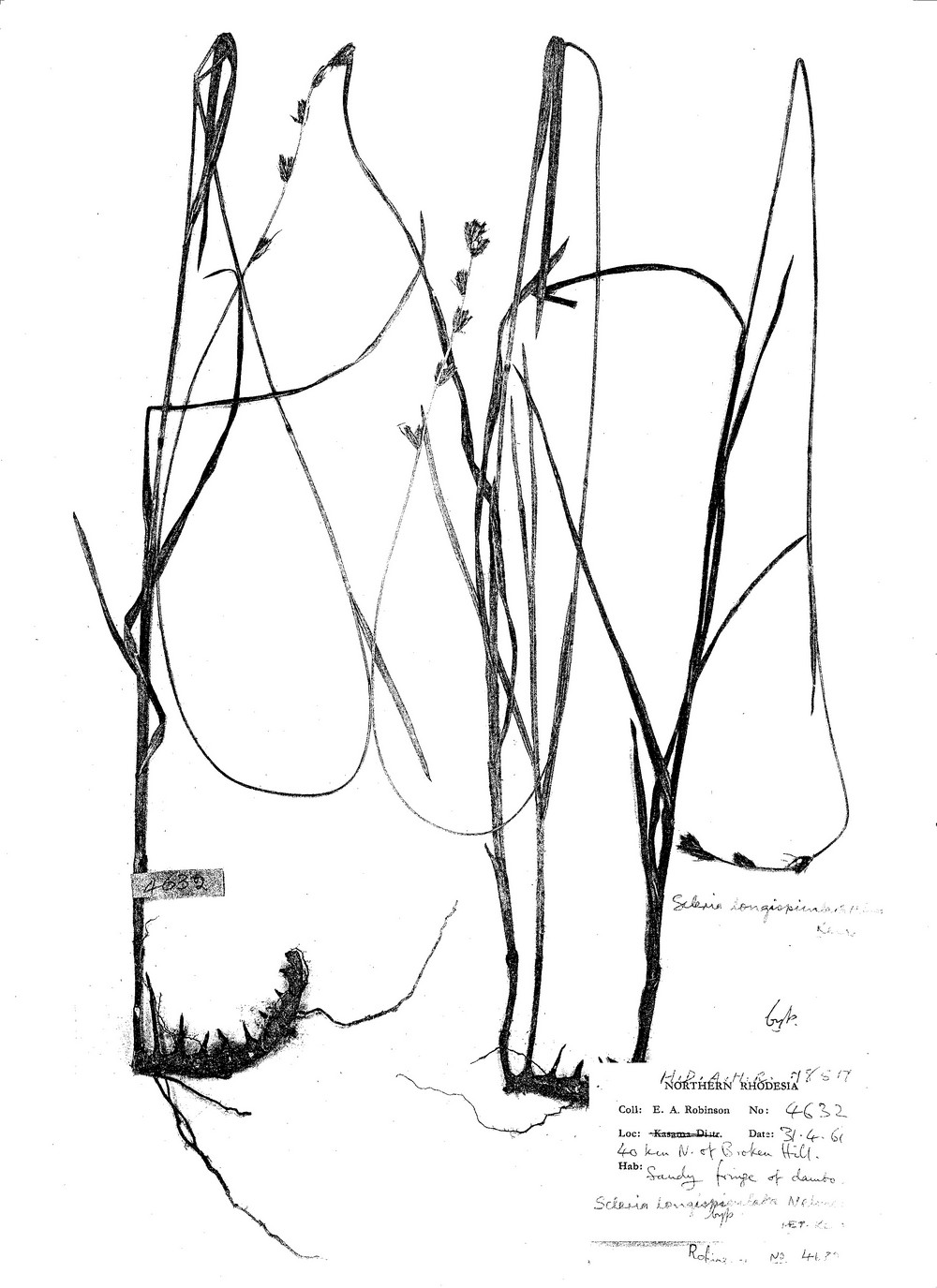 Scleria longispiculata