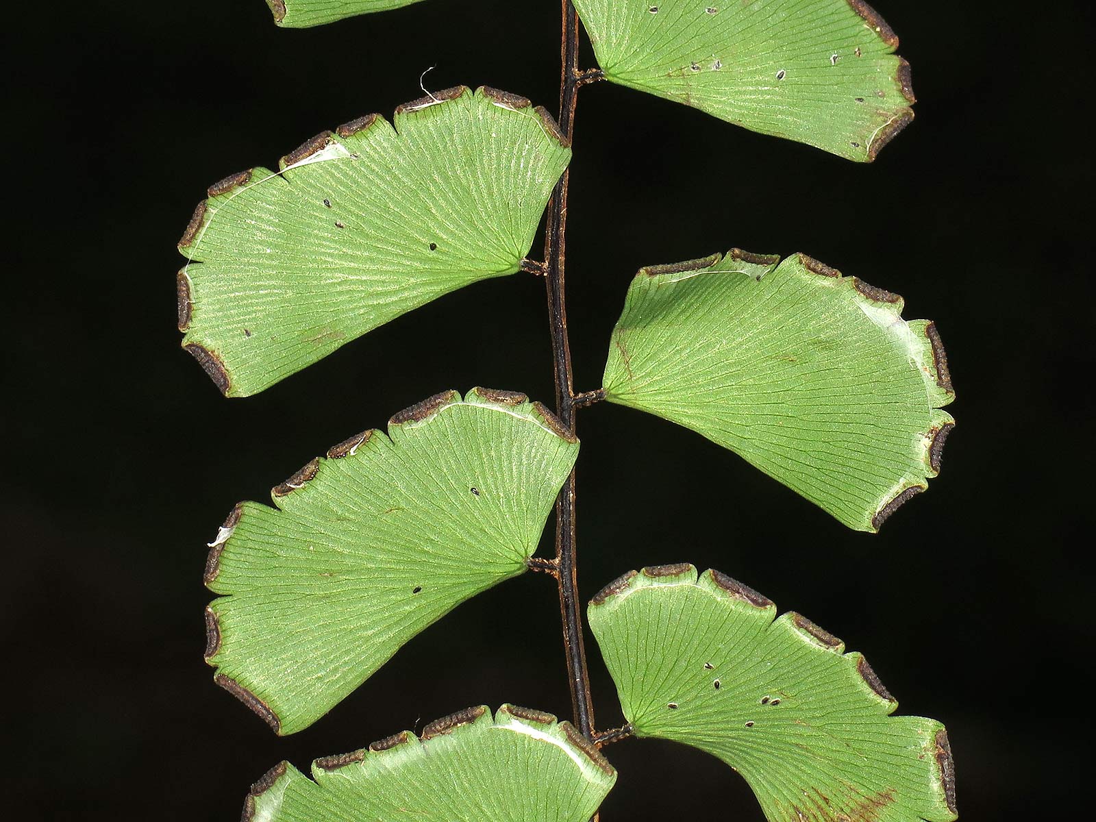 Adiantum soboliferum Adiantum soboliferum