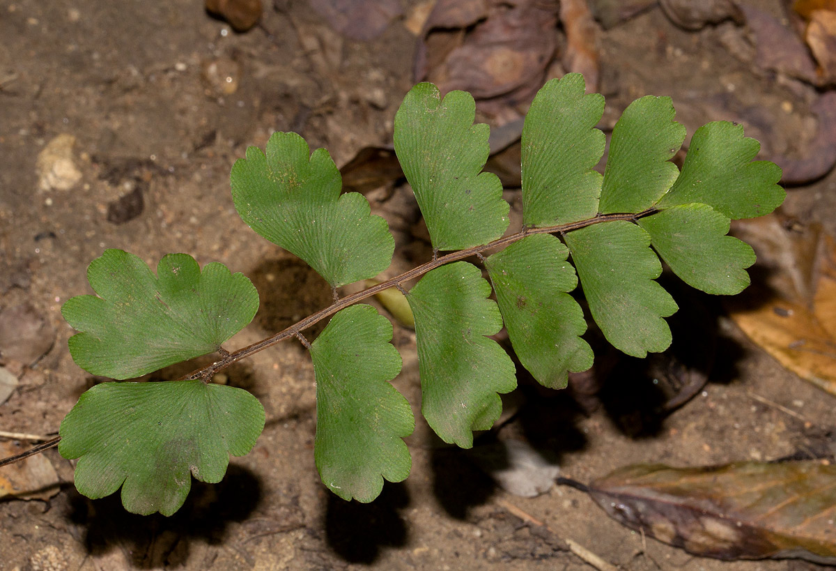 Adiantum soboliferum Adiantum soboliferum