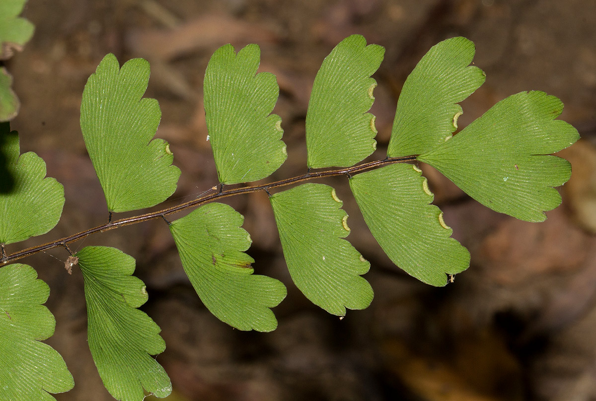 Adiantum soboliferum Adiantum soboliferum