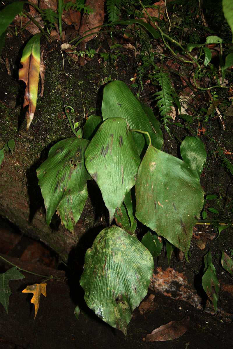 Antrophyum mannianum Antrophyum mannianum