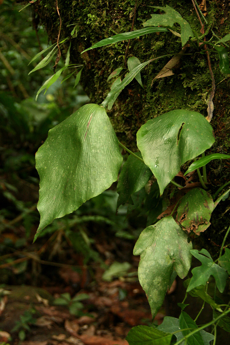 Antrophyum mannianum Antrophyum mannianum