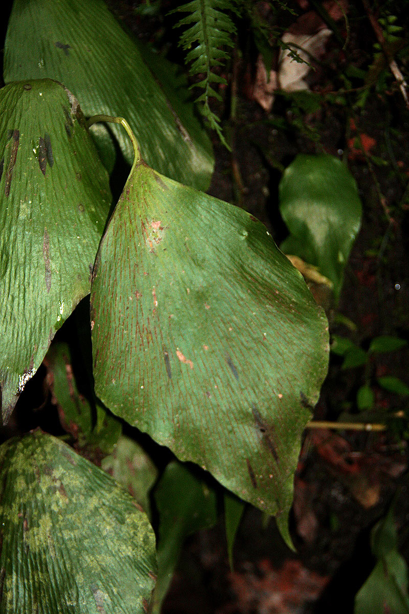 Antrophyum mannianum Antrophyum mannianum