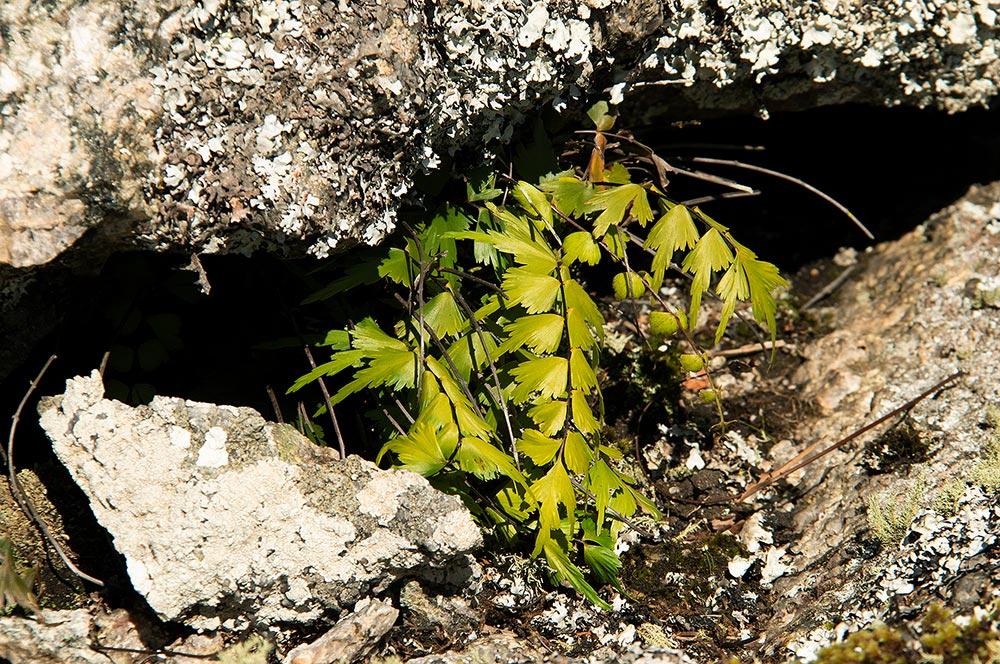 Asplenium megalura Asplenium megalura
