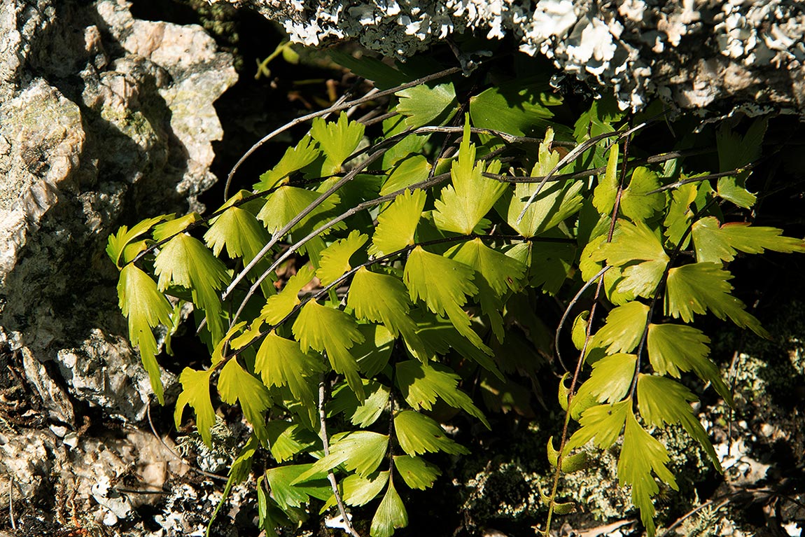 Asplenium megalura Asplenium megalura