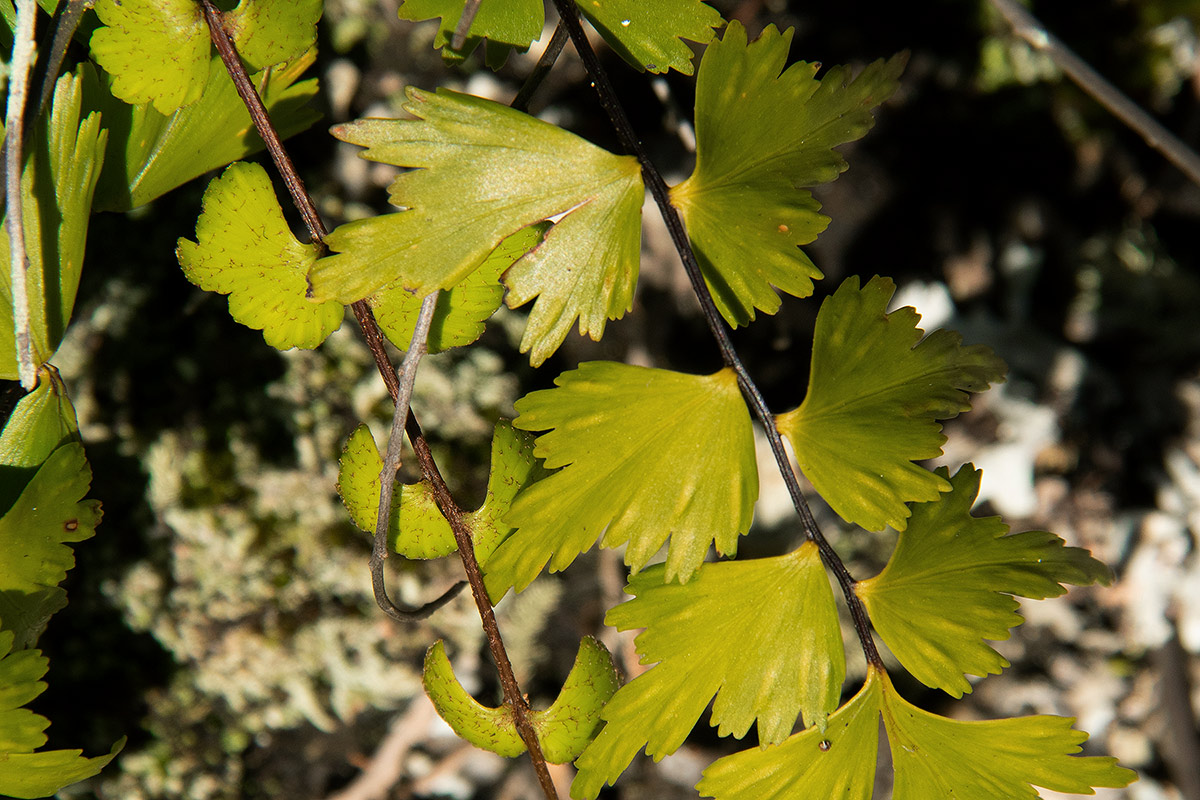 Asplenium megalura Asplenium megalura