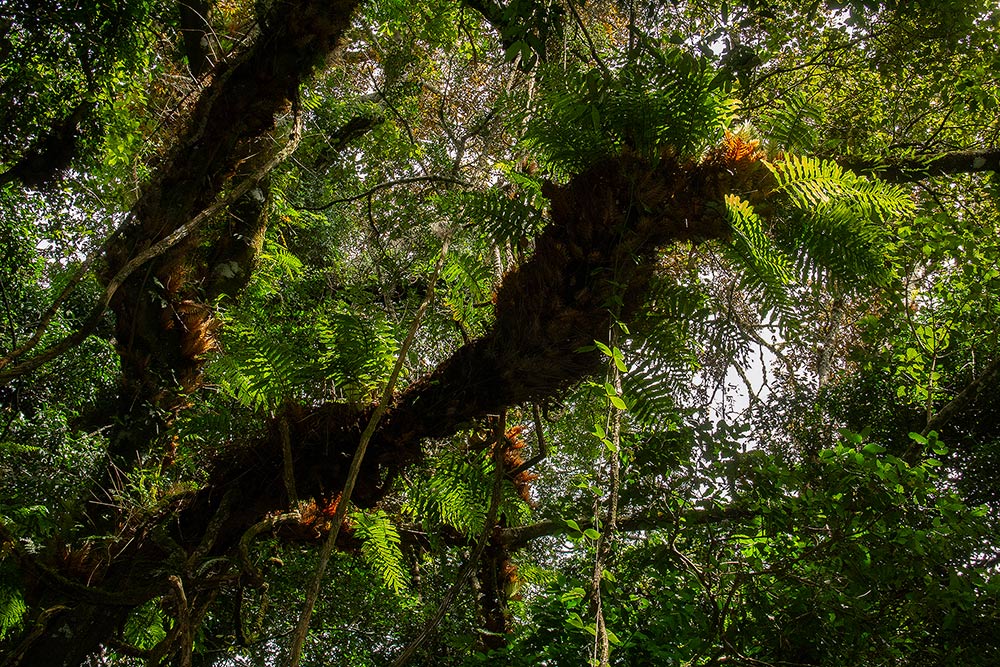 Drynaria volkensii Drynaria volkensii