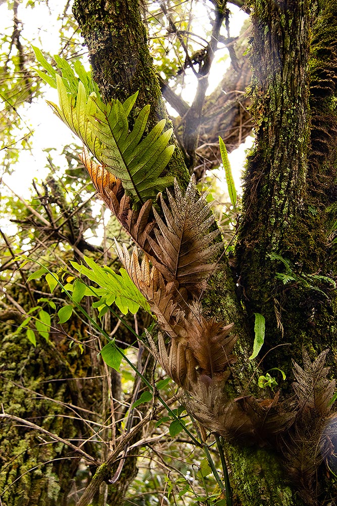Drynaria volkensii Drynaria volkensii