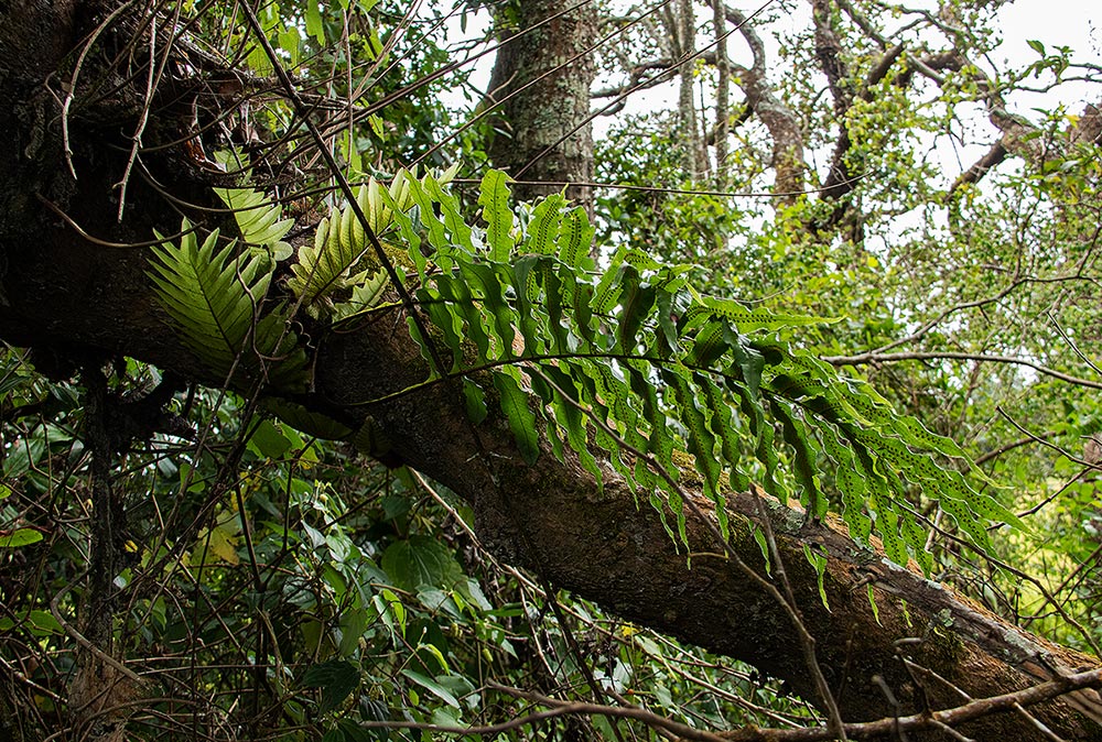Drynaria volkensii Drynaria volkensii