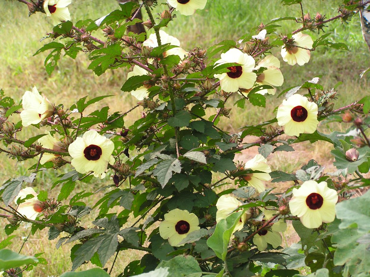Hibiscus calyphyllus