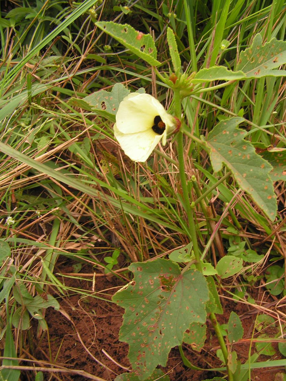 Hibiscus calyphyllus