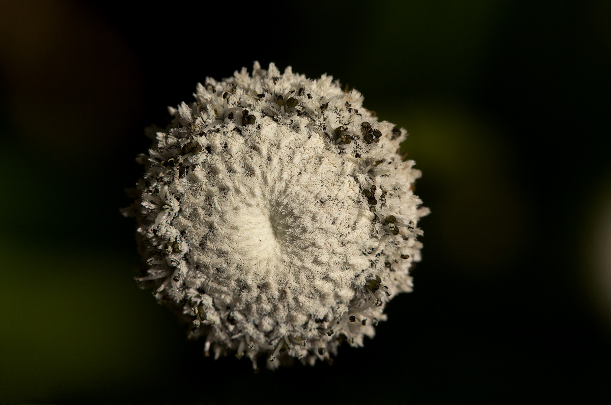 Eriocaulon schimperi Eriocaulon schimperi