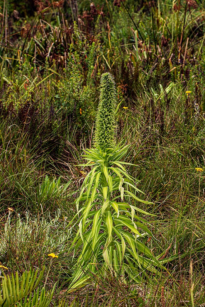 Lobelia mildbraedii Lobelia mildbraedii