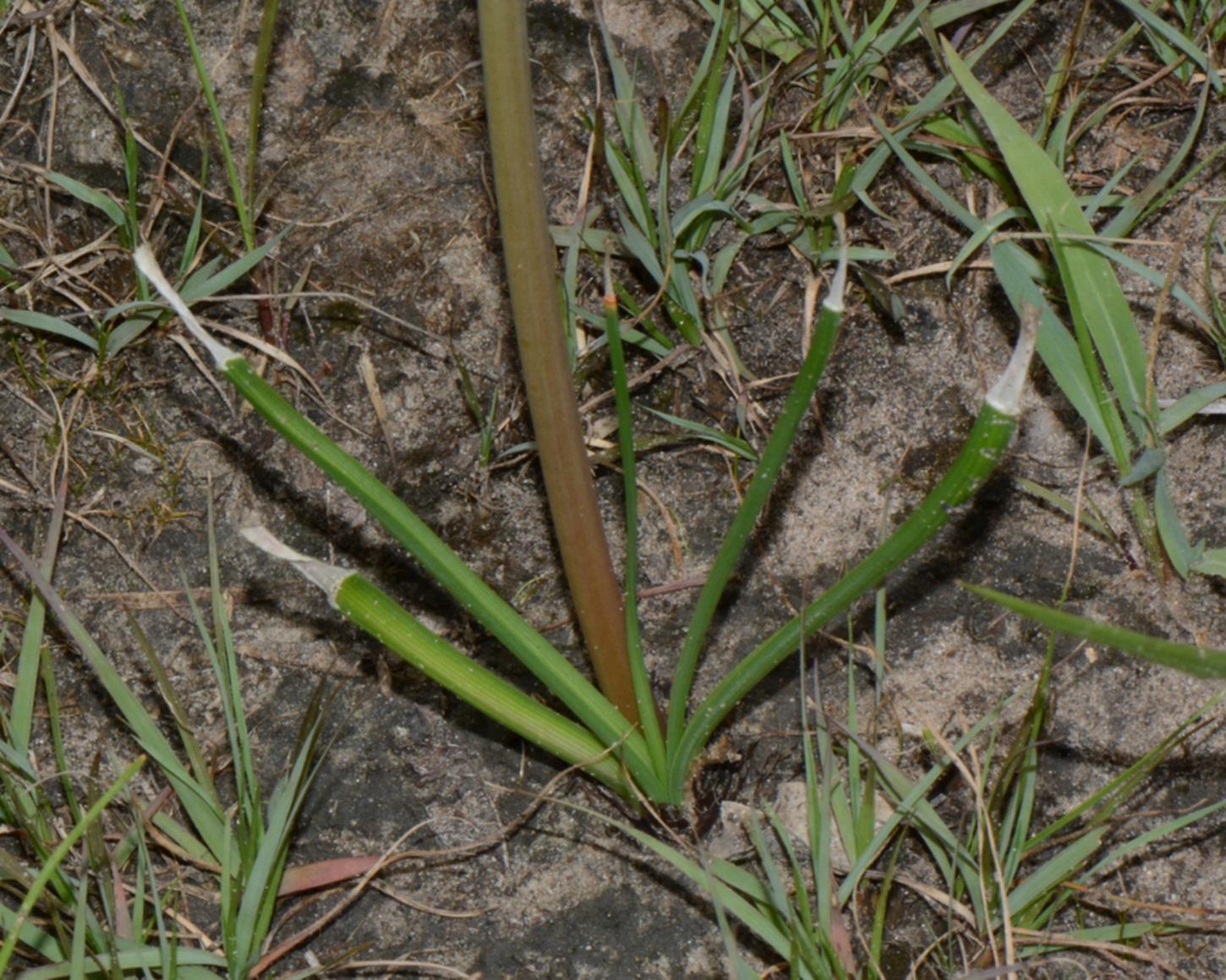 Crinum carolo-schmidtii