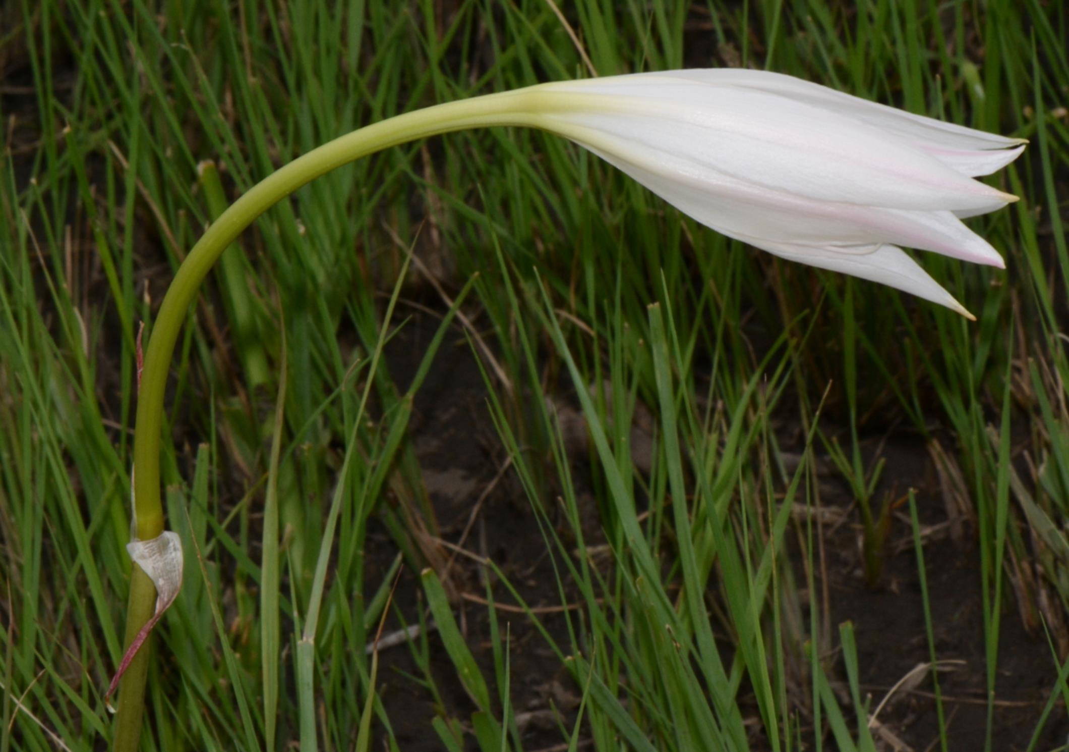 Crinum carolo-schmidtii