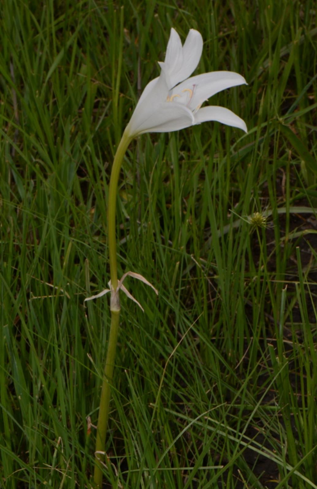 Crinum carolo-schmidtii
