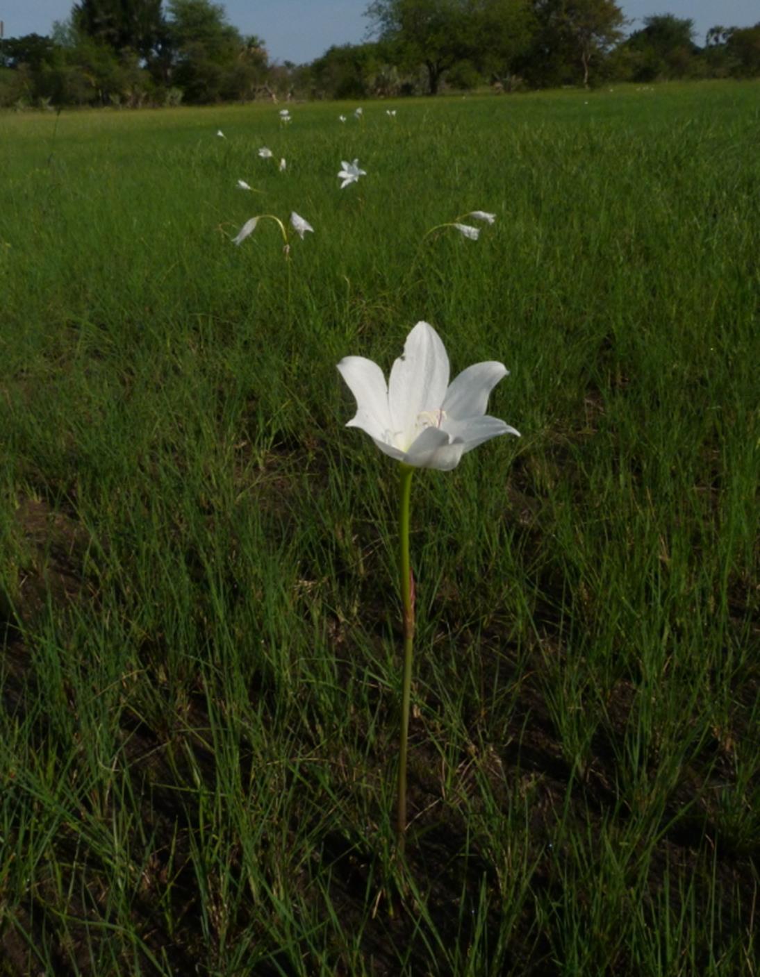 Crinum carolo-schmidtii