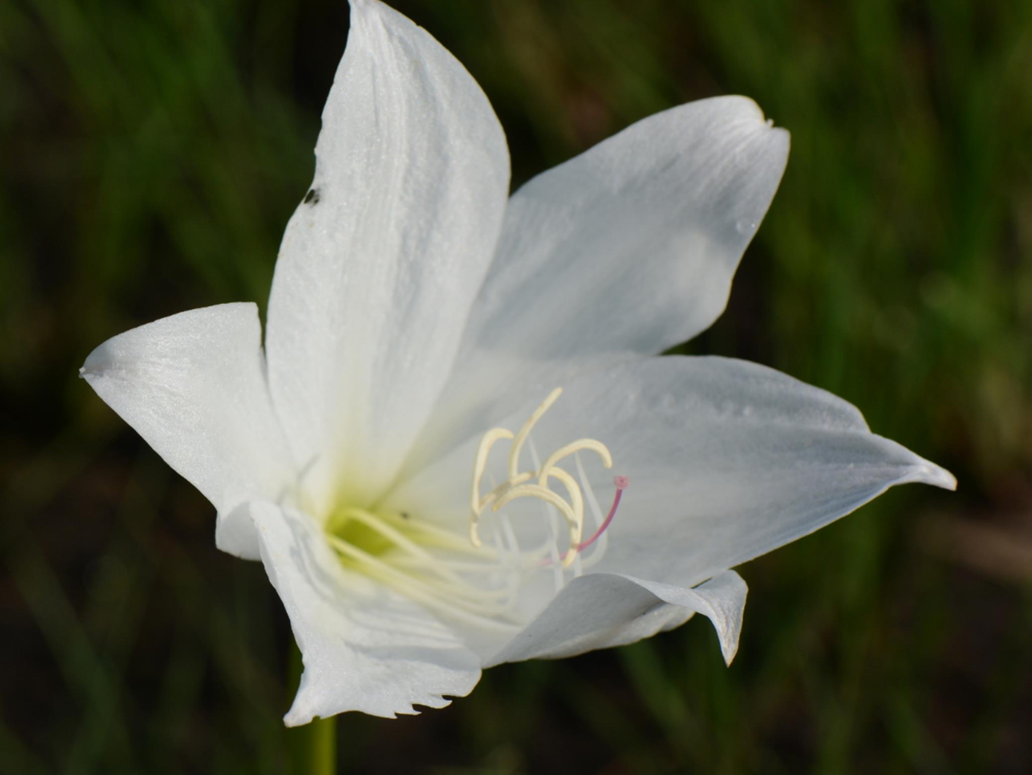 Crinum carolo-schmidtii