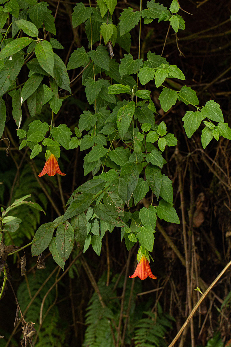 Canarina eminii Canarina eminii