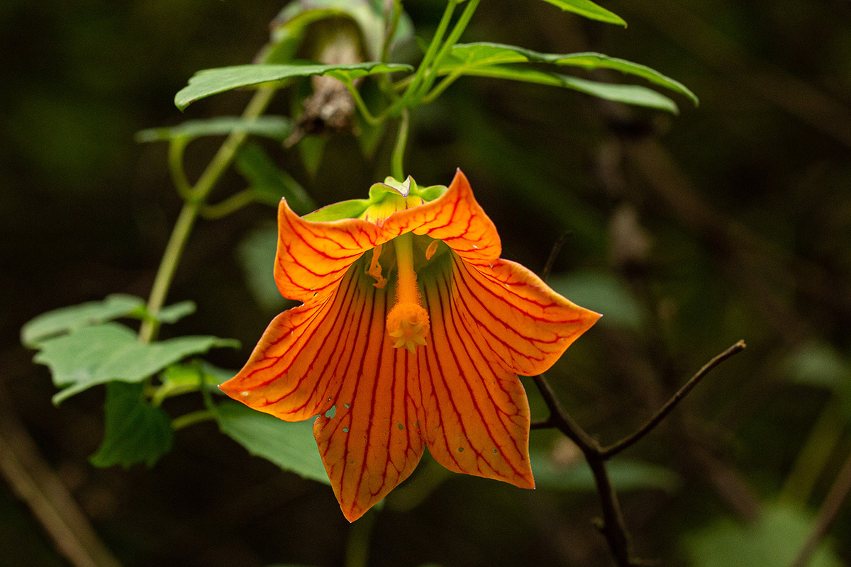 Canarina eminii Canarina eminii