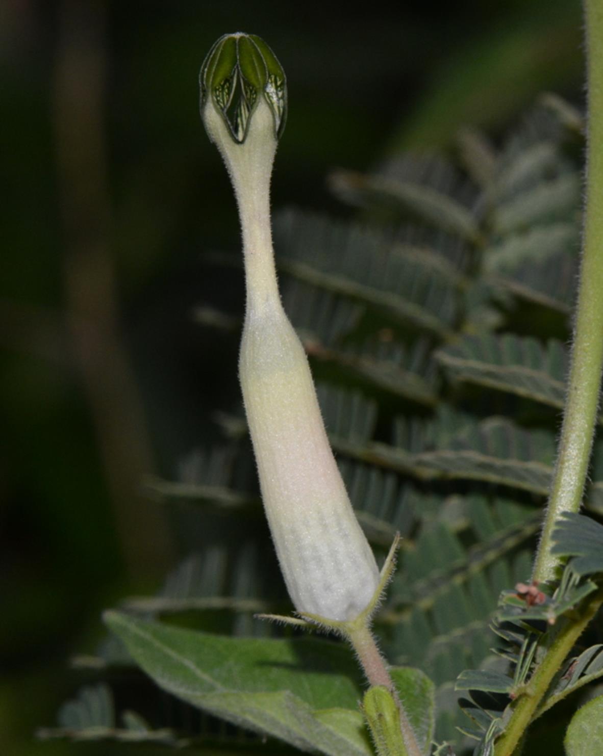 Ceropegia bonafouxii