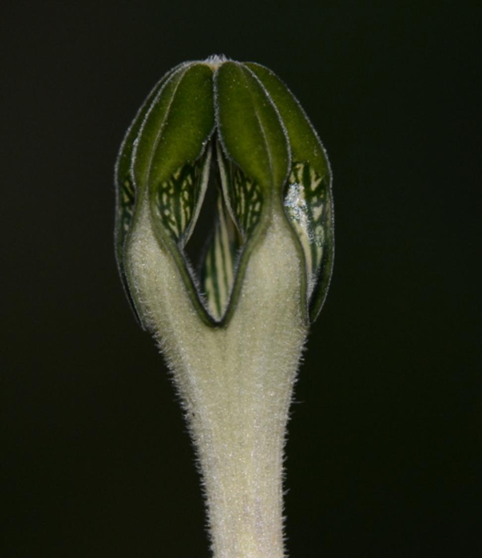 Ceropegia bonafouxii