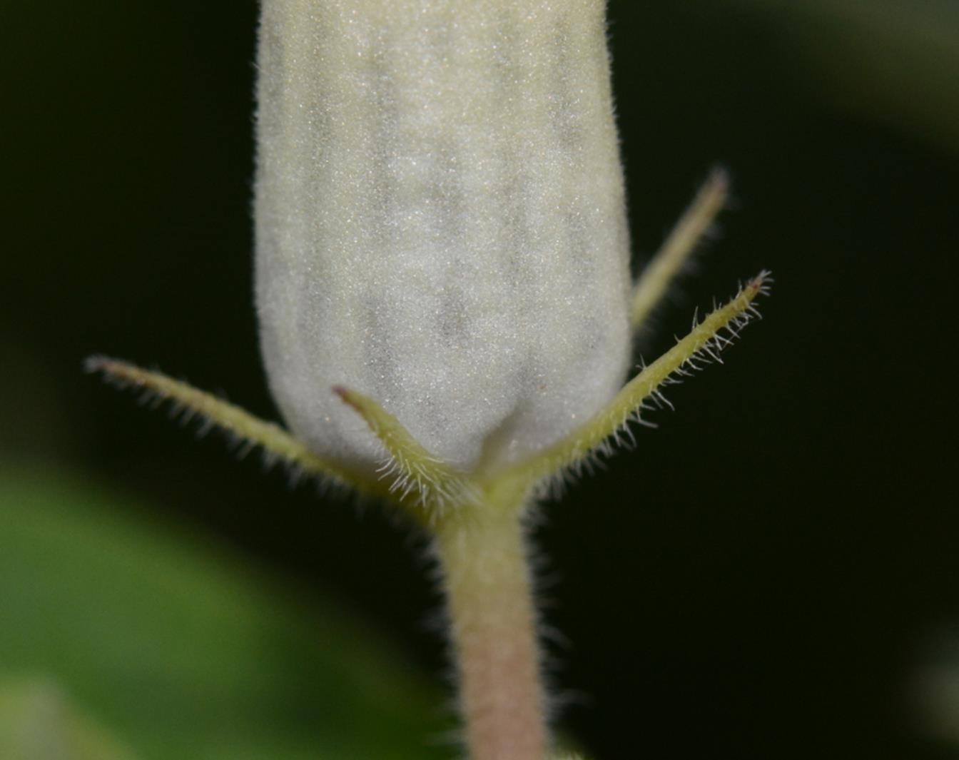 Ceropegia bonafouxii