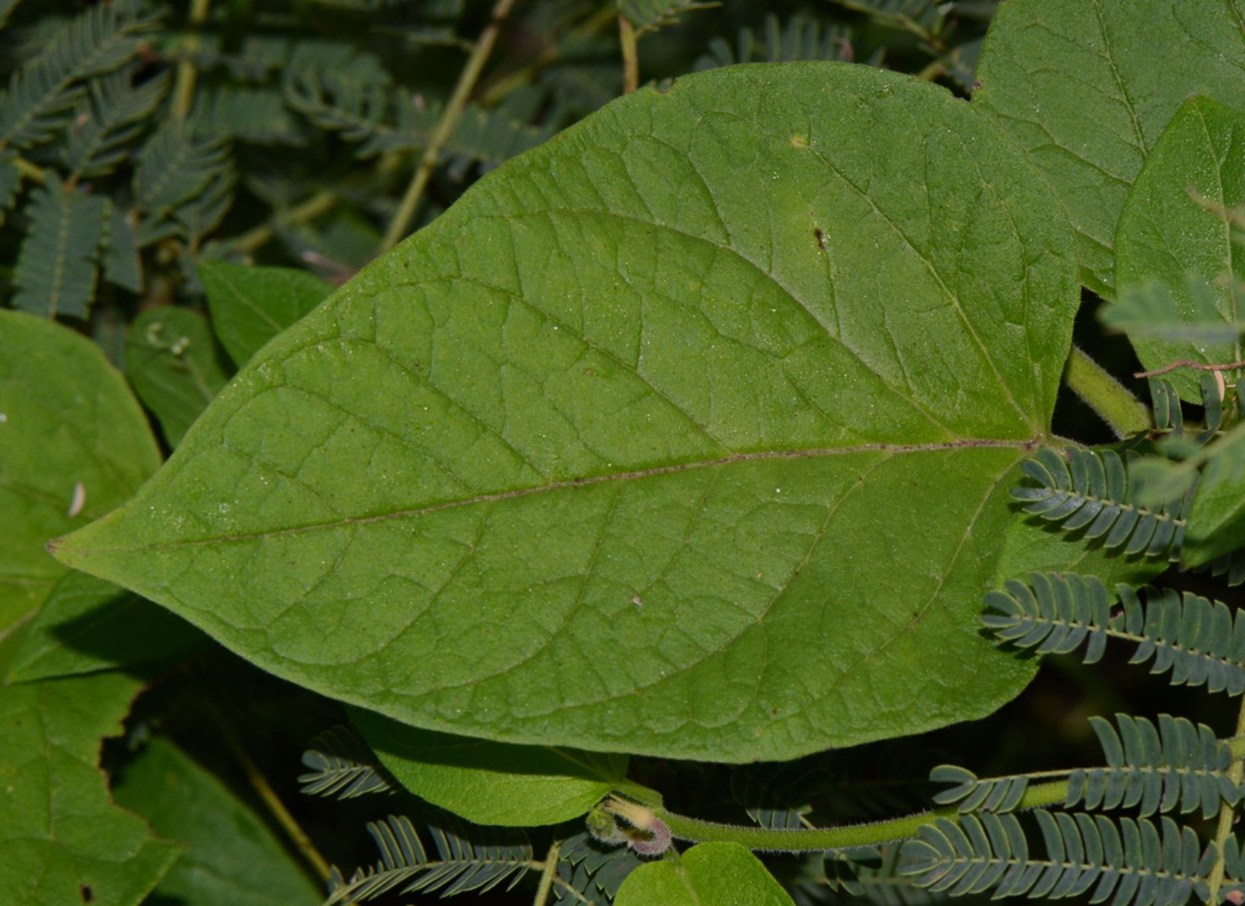 Ceropegia bonafouxii