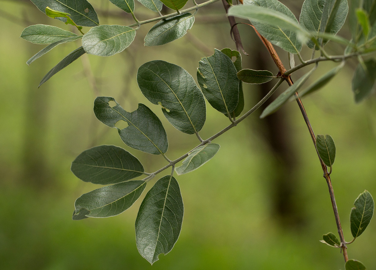 Combretum psidioides