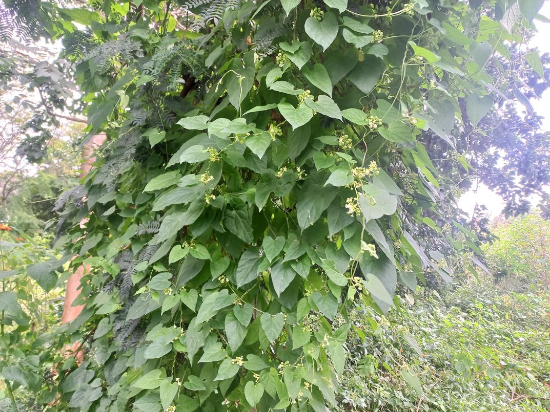 Pentarrhinum abyssinicum subsp. abyssinicum