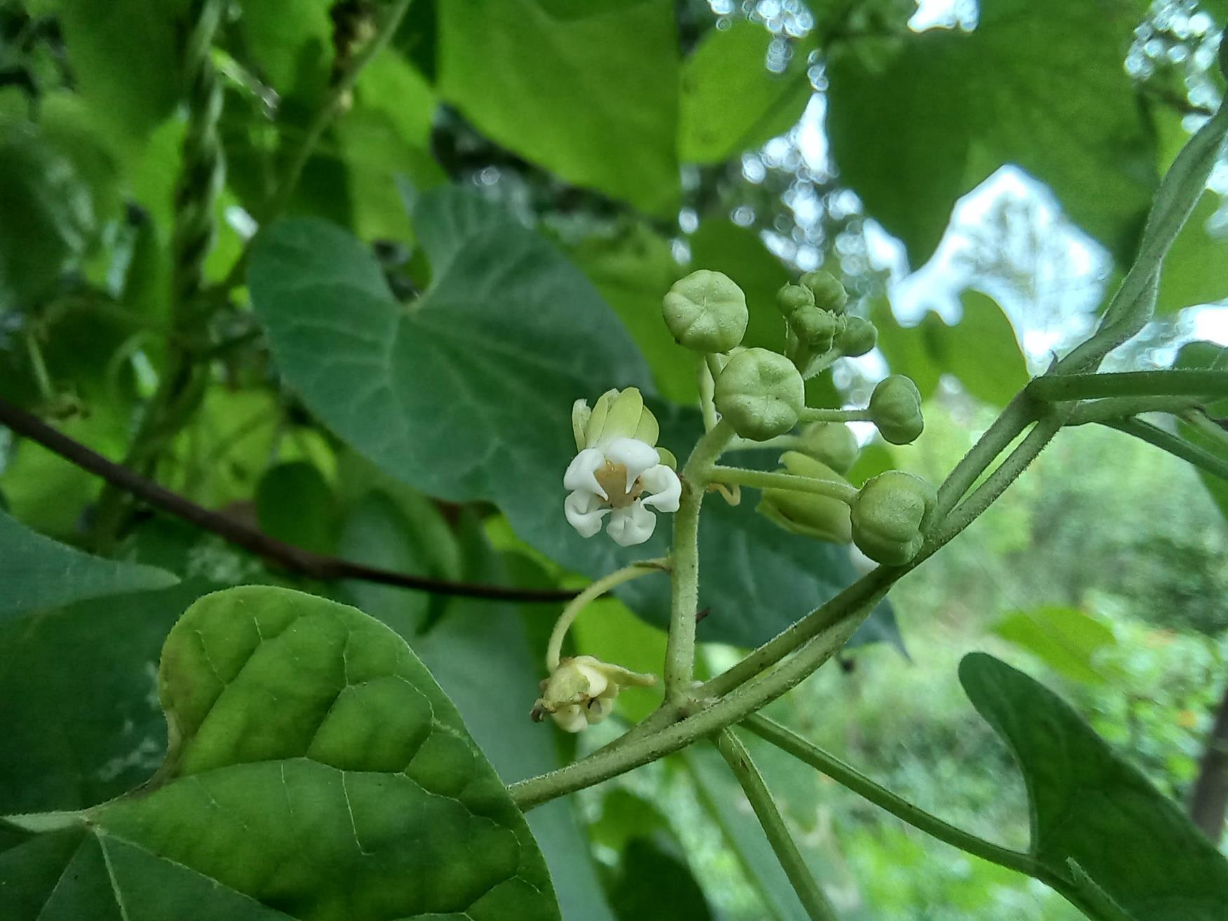 Pentarrhinum abyssinicum subsp. abyssinicum