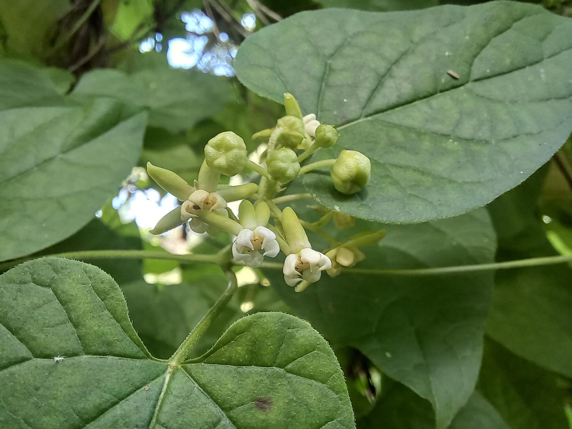 Pentarrhinum abyssinicum subsp. abyssinicum