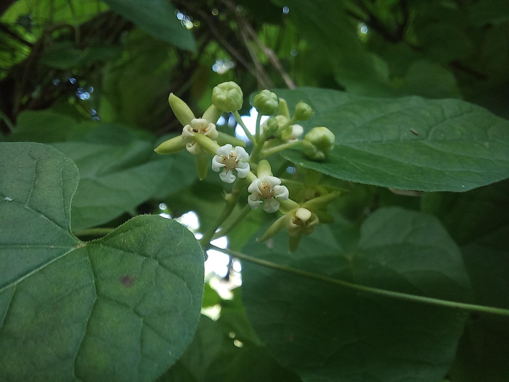 Pentarrhinum abyssinicum subsp. abyssinicum Pentarrhinum abyssinicum subsp. abyssinicum