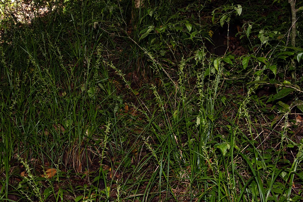 Carex chlorosaccus Carex chlorosaccus