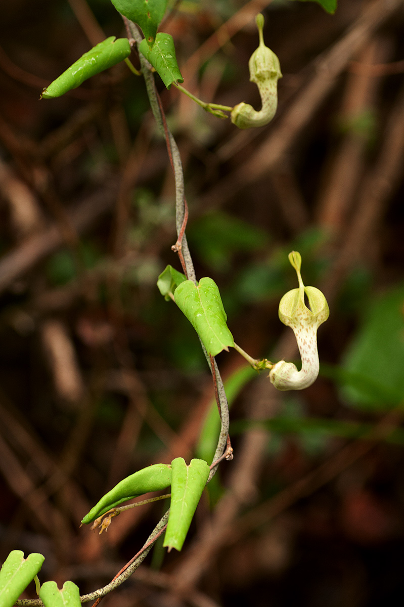 Ceropegia lugardiae subsp. lugardiae