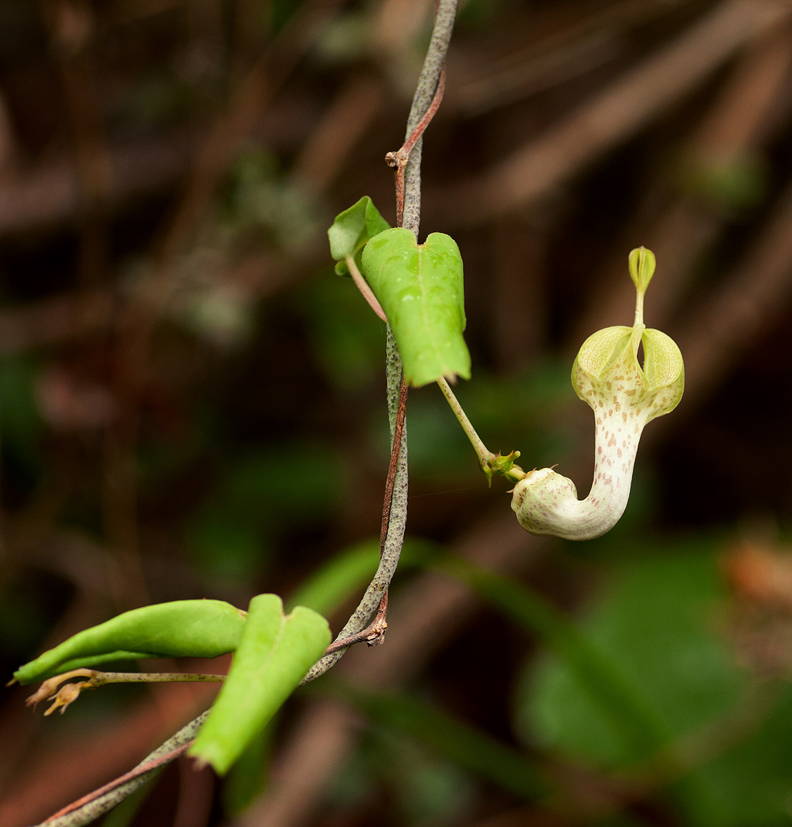 Ceropegia lugardiae subsp. lugardiae