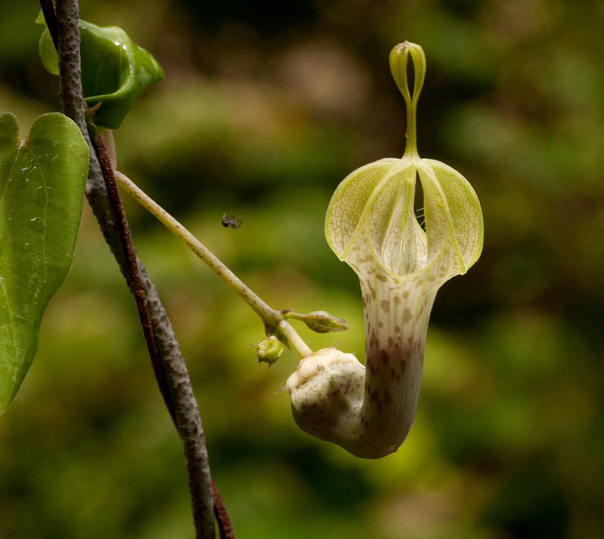 Ceropegia lugardiae subsp. lugardiae