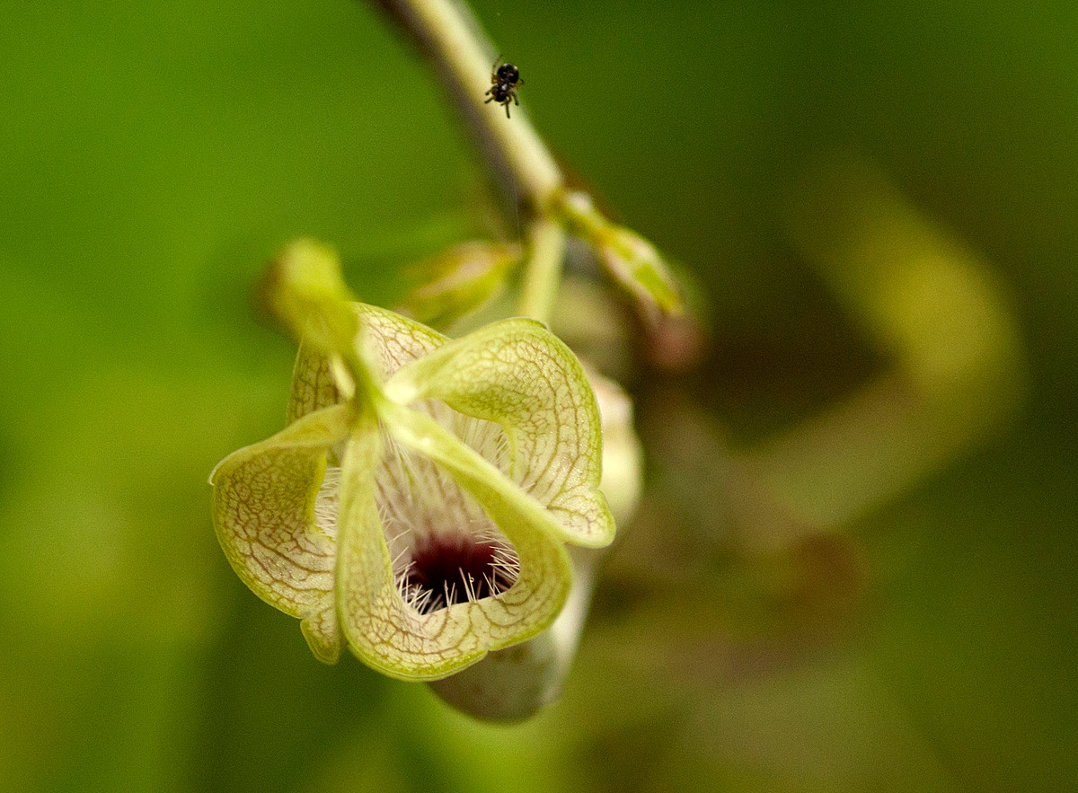 Ceropegia lugardiae subsp. lugardiae