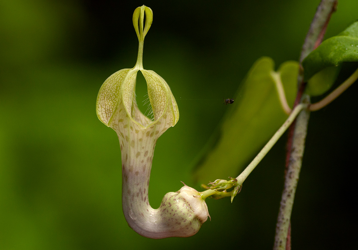Ceropegia lugardiae subsp. lugardiae