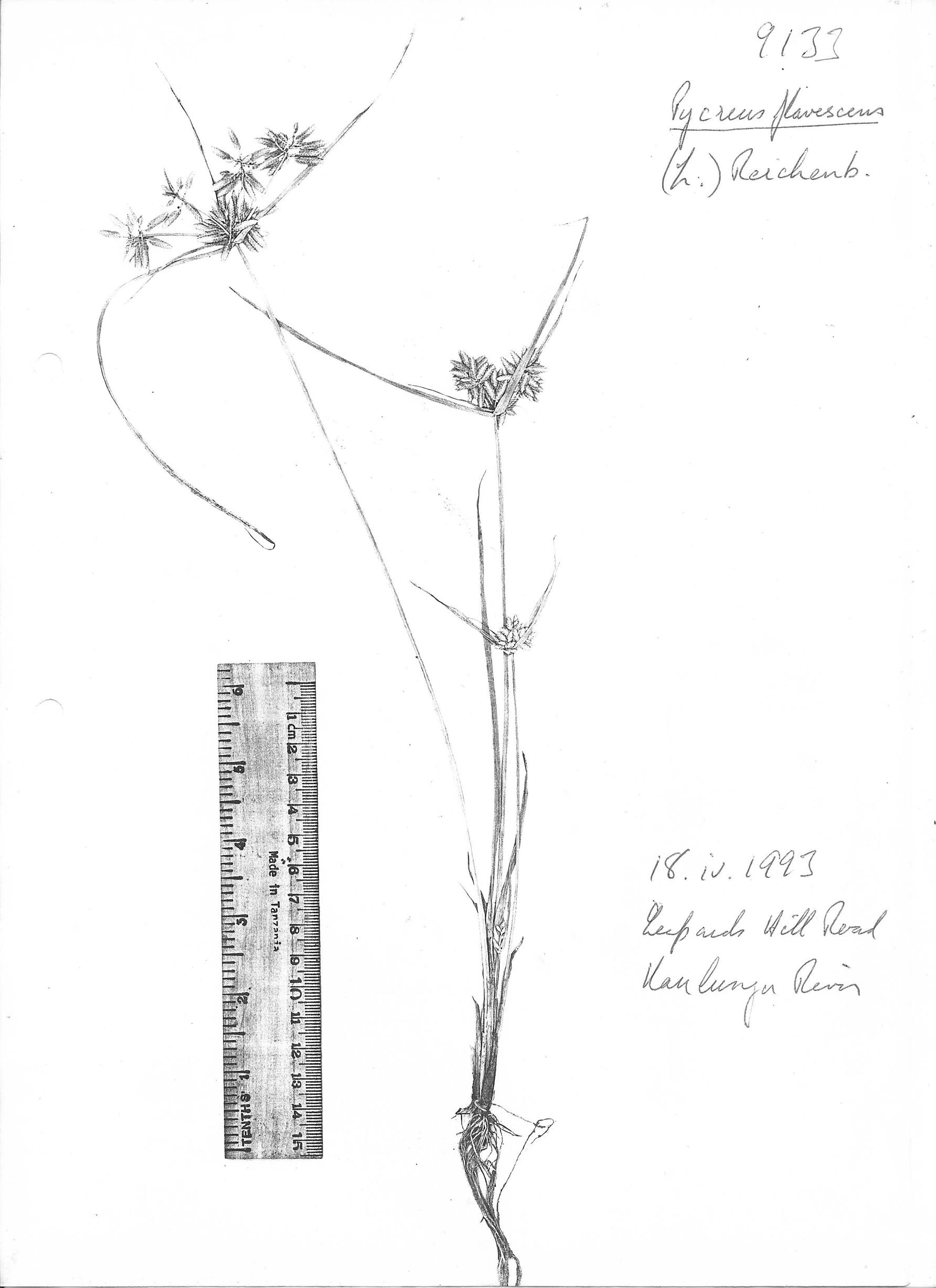 Pycreus flavescens Pycreus flavescens