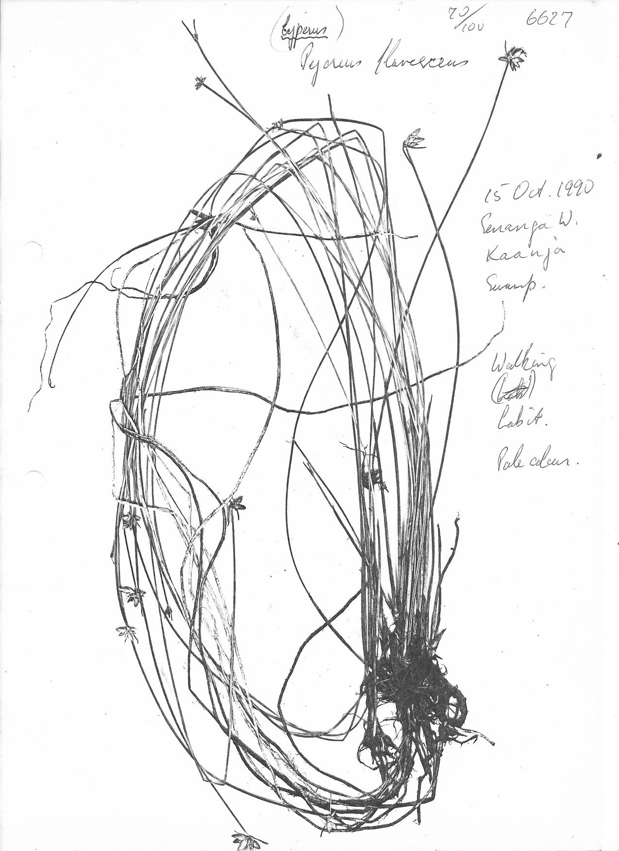 Pycreus flavescens Pycreus flavescens