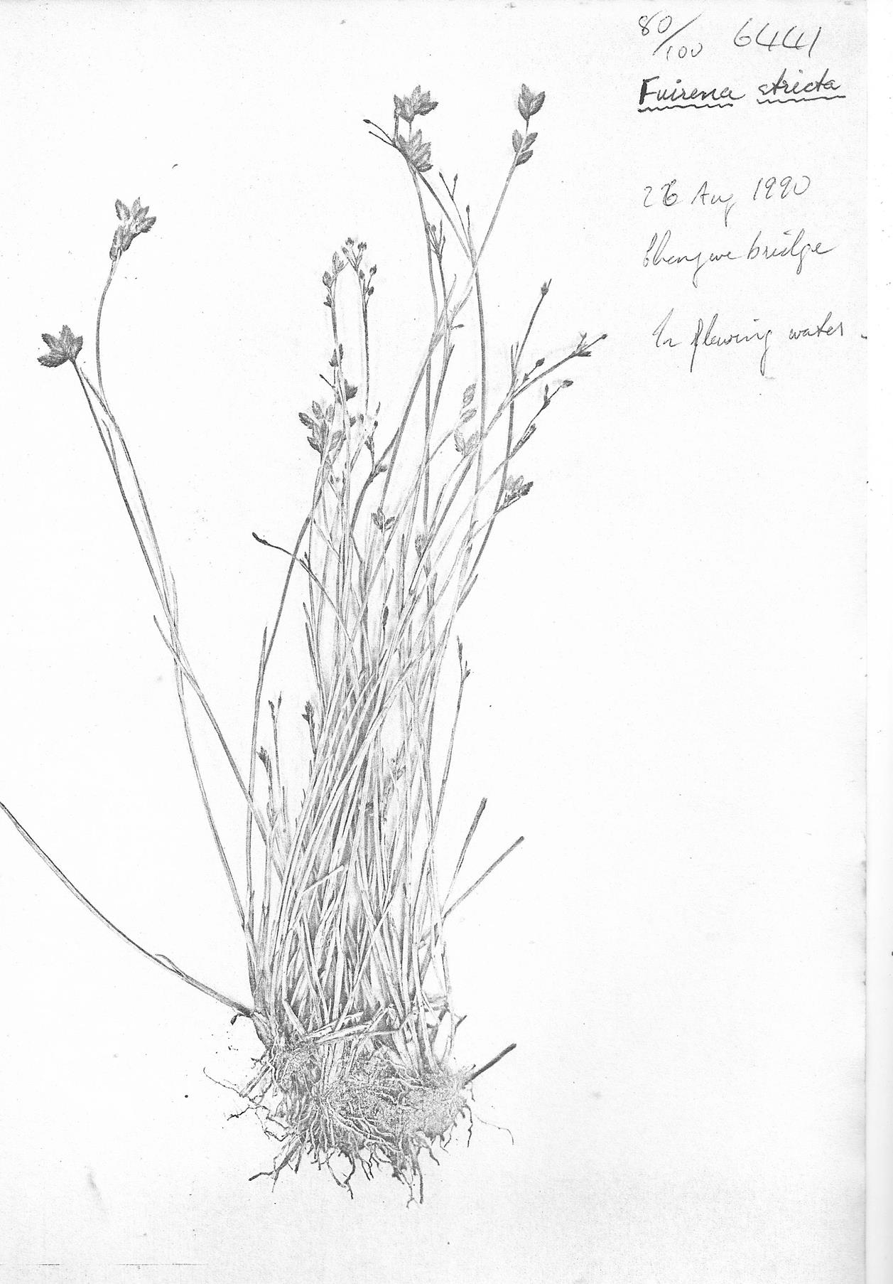 Fuirena stricta Fuirena stricta