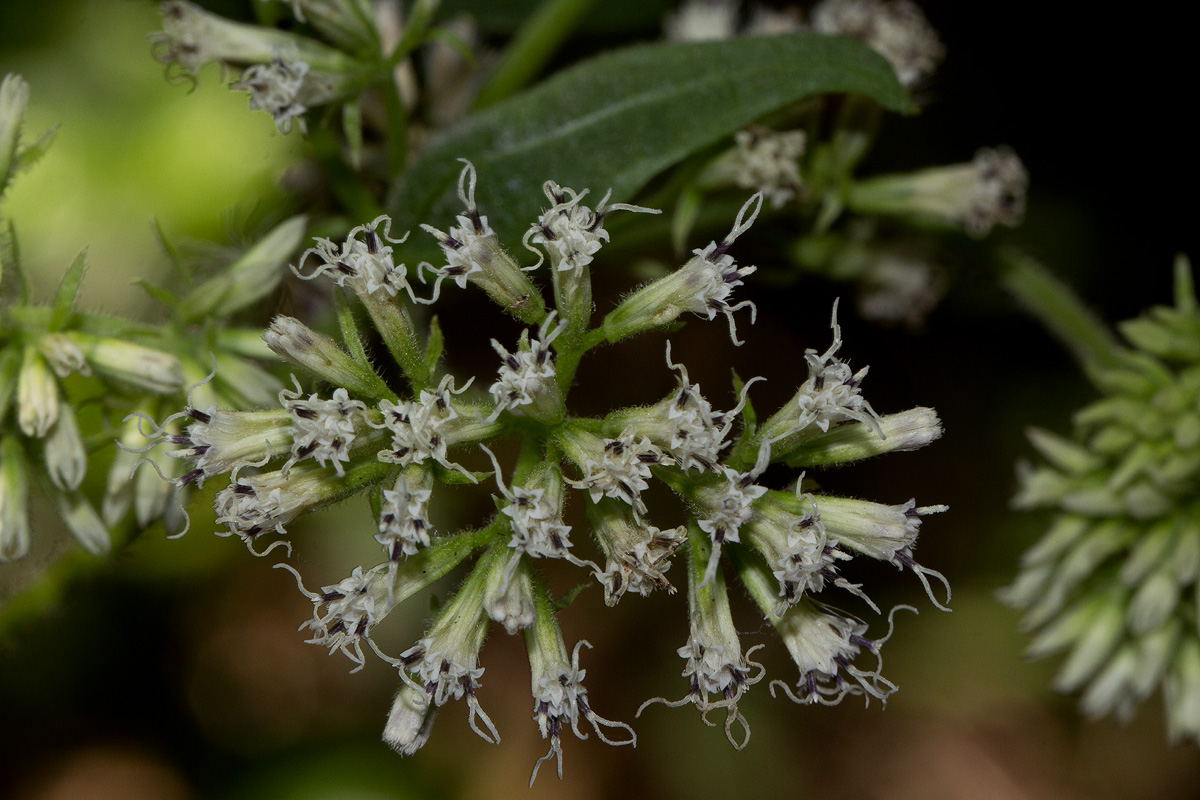 Mikania sp. Mikania sp.