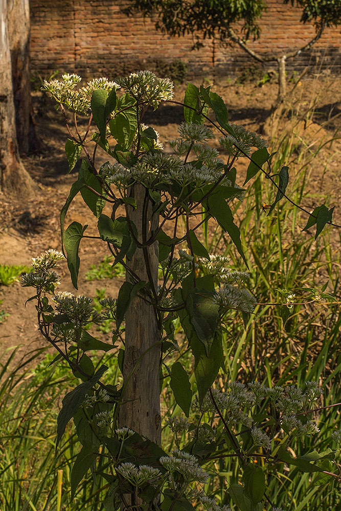 Mikania sp. Mikania sp.