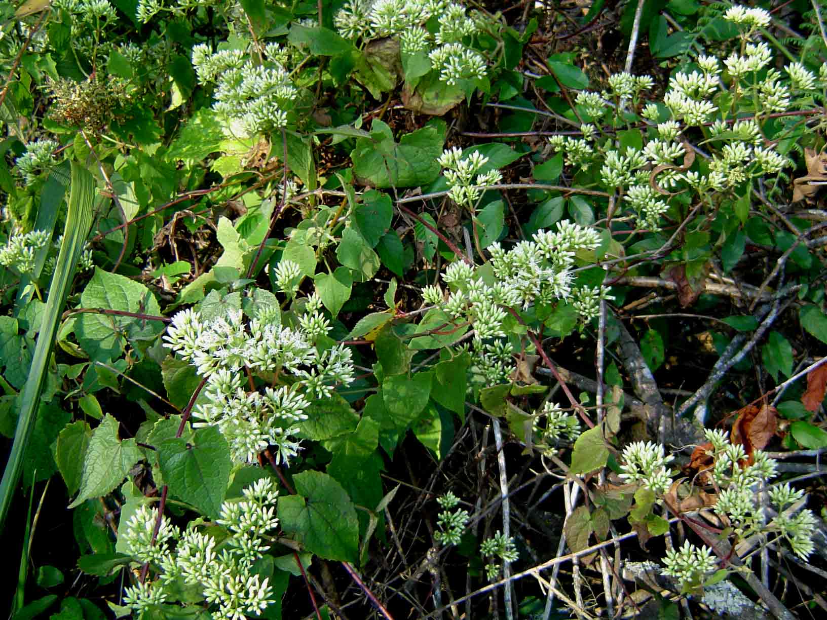 Mikania sp. Mikania sp.